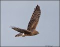 _1SB9954 northern harrier female